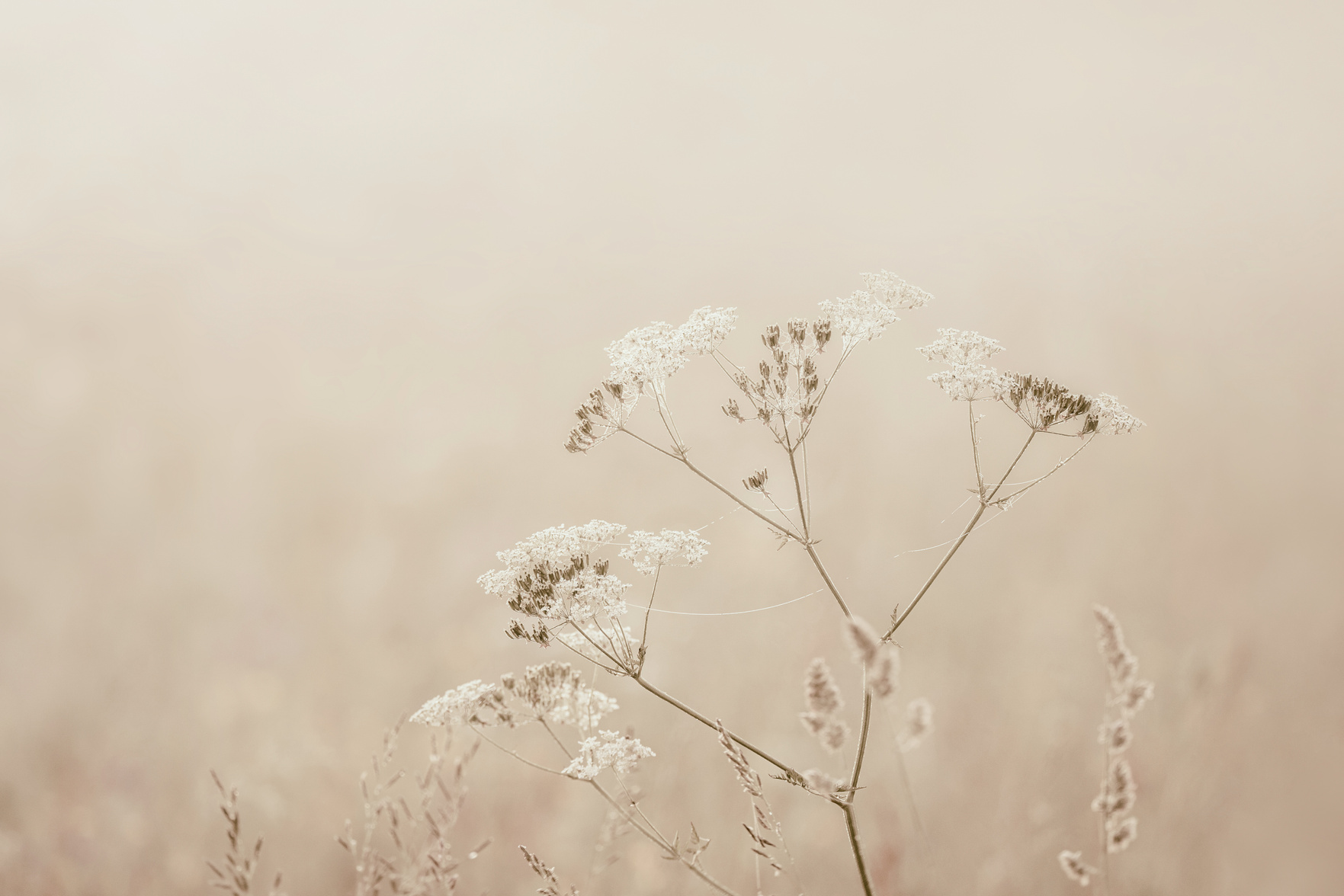 Chervil plant in meadow, beige nature background
